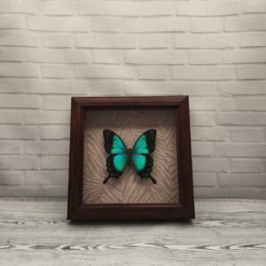 Купить Метелик в рамці Papilio lorquinianus