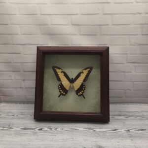 Купить Метелик в рамці Papilio lycophron