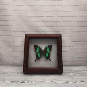 Купить Метелик в рамці Papilio palinurus