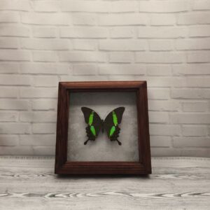 Купить Метелик в рамці Papilio palinurus