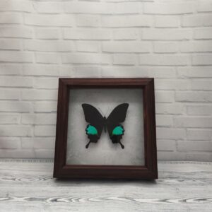Купить Метелик в рамці Papilio paris