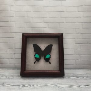 Купить Метелик в рамці Papilio paris