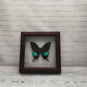 Купить Метелик в рамці Papilio paris