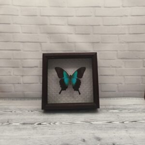 Купить Метелик в рамці Papilio perantus