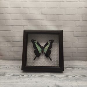 Купить Метелик в рамці Papilio phorcas