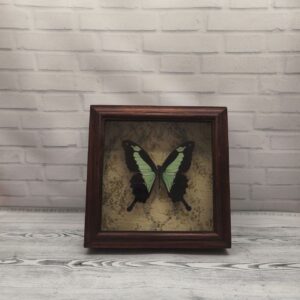 Купить Метелик в рамці Papilio phorcas