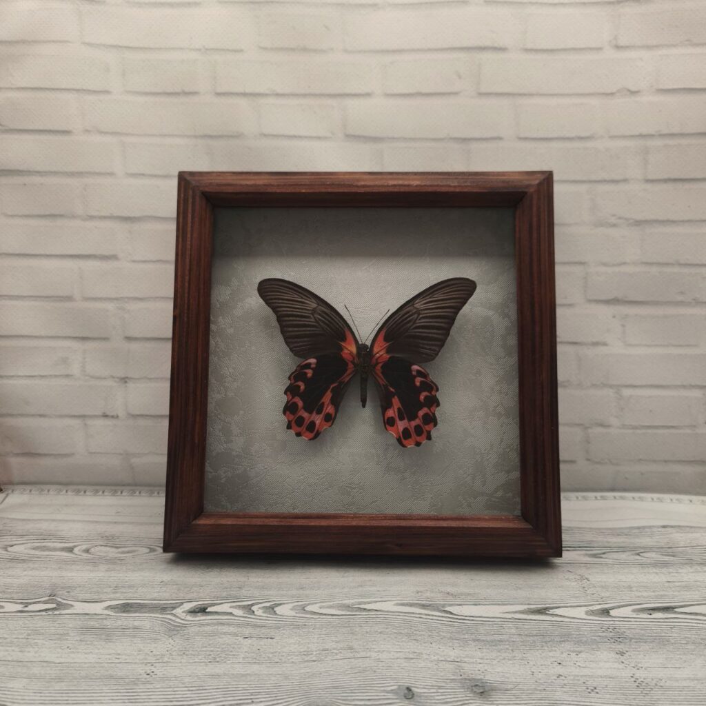 Метелик в рамці Papilio rumanzovia (низ)