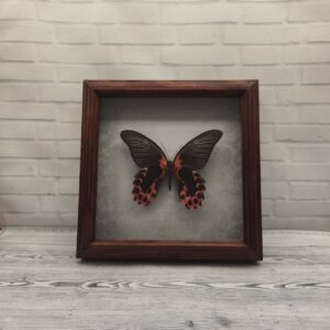 Купить Метелик в рамці Papilio rumanzovia (низ)