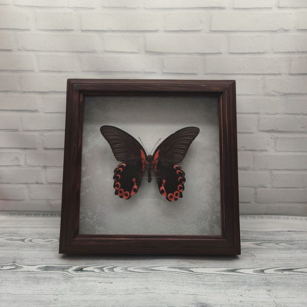 Метелик в рамці Papilio rumanzovia (низ)