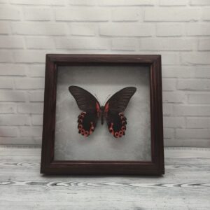 Купить Метелик в рамці Papilio rumanzovia (низ)