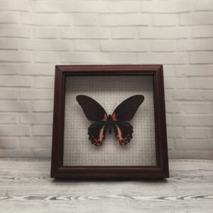 Купить Метелик в рамці Papilio rumanzovia f
