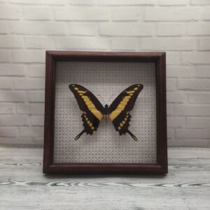 Купить Метелик в рамці Papilio thoas
