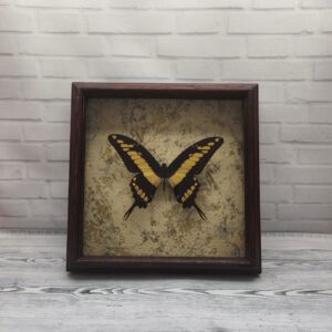 Купить Метелик в рамці Papilio thoas