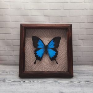 Купить Метелик в рамці Papilio ulysses