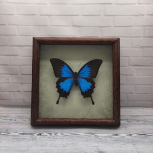 Купить Метелик в рамці Papilio ulysses