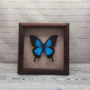 Купить Метелик в рамці Papilio ulysses