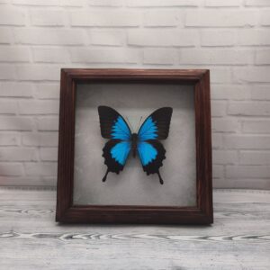 Купить Метелик в рамці Papilio ulysses