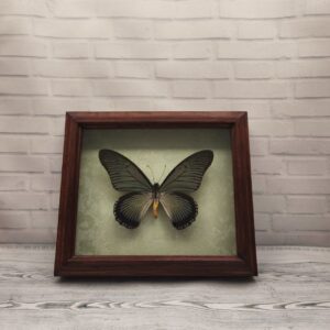 Купить Метелик в рамці Papilio zalmoxis