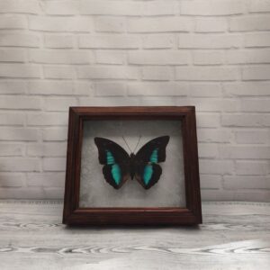 Купить Метелик в рамці Prepona demophoon