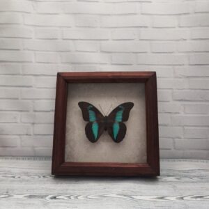 Купить Метелик в рамці Prepona demophoon
