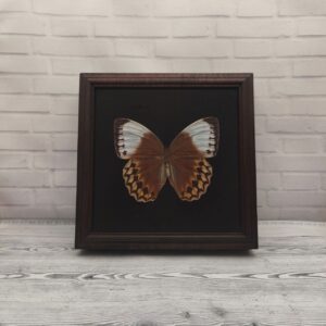 Купить Метелик в рамці Stichophthalma louisa