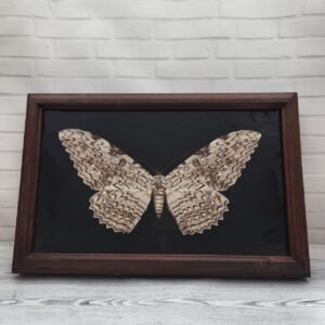 Купить Метелик в рамці Thysania agrippina