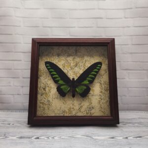 Купить Метелик в рамці Trogonoptera broockiana
