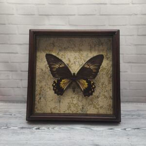 Купить Метелик в рамці Troides cuneifera f