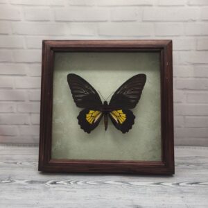 Купить Метелик в рамці Troides rhadamantus m