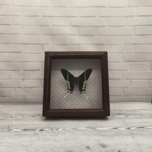 Купить Метелик в рамці Urania leilus