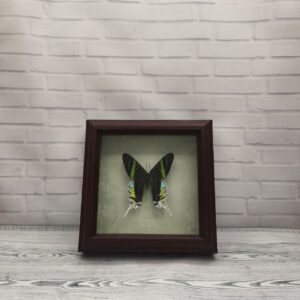 Купить Метелик в рамці Urania leilus
