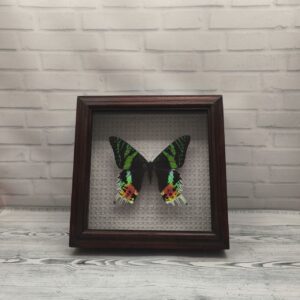 Купить Метелик в рамці Urania riphaeus