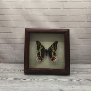 Купить Метелик в рамці Urania riphaeus
