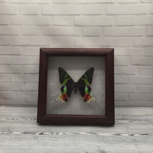 Купить Метелик в рамці Urania riphaeus