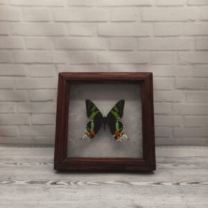 Купить Метелик в рамці Urania riphaeus