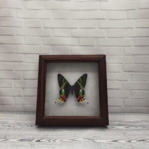 Купить Метелик в рамці Urania riphaeus