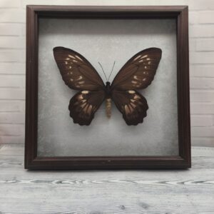 Купить Метелик в рамці Ornithoptera priamus  f
