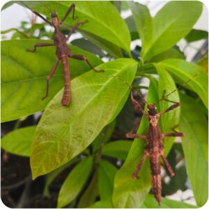 Купить Паличник Кармелі (Trachyaretaon carmelae)