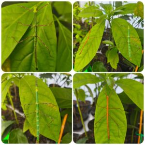 Купить Паличник Глаукус (Myronides glaucus)