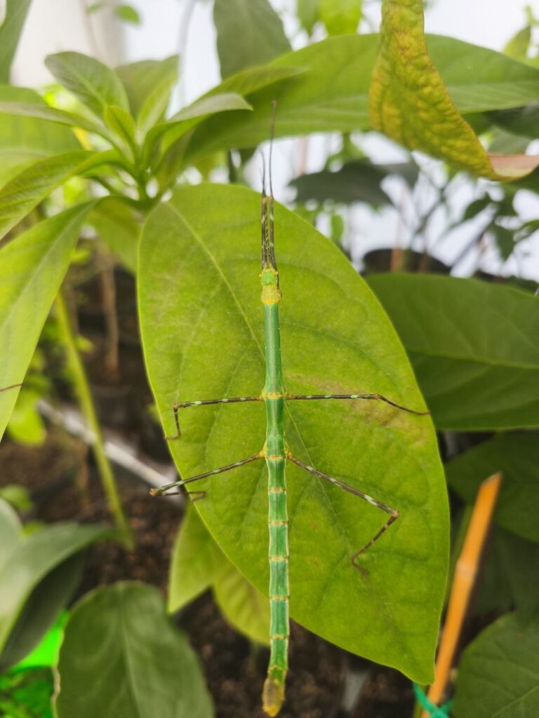Паличник Глаукус (Myronides glaucus)