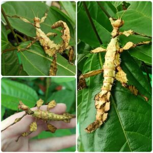 Купить Паличник Маклея або гігантський австралійський (Extatosoma tiaratum)