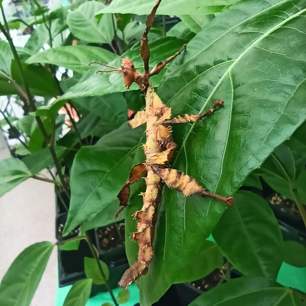Паличник Маклея або гігантський австралійський (Extatosoma tiaratum)