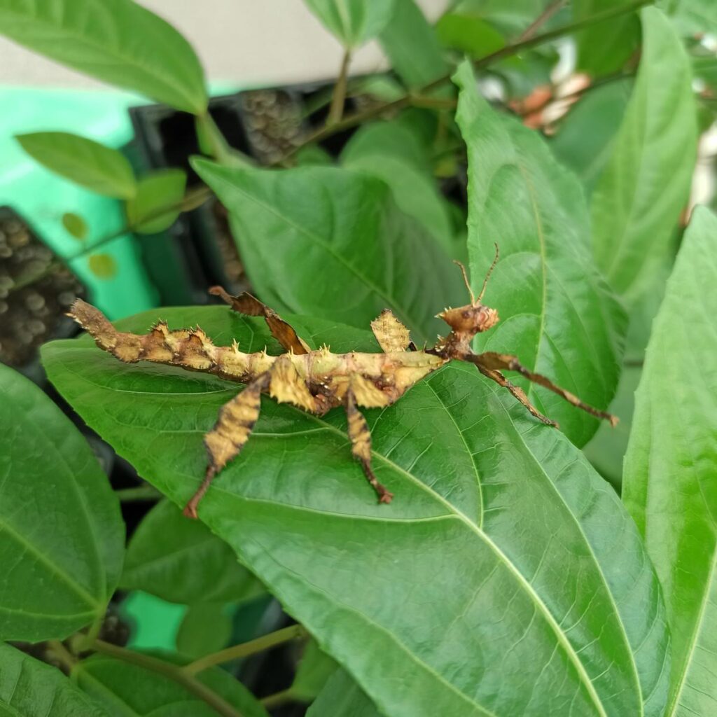 Паличник Маклея або гігантський австралійський (Extatosoma tiaratum)