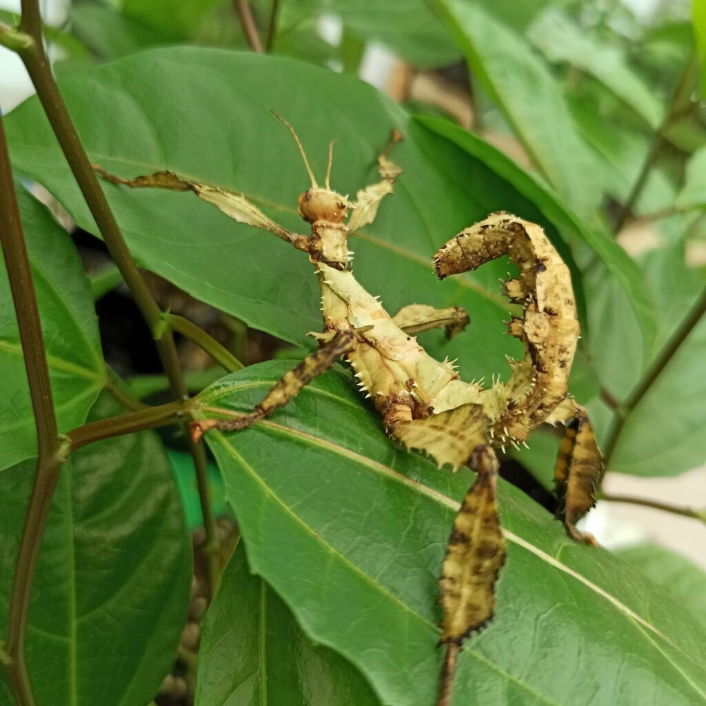 Паличник Маклея або гігантський австралійський (Extatosoma tiaratum)
