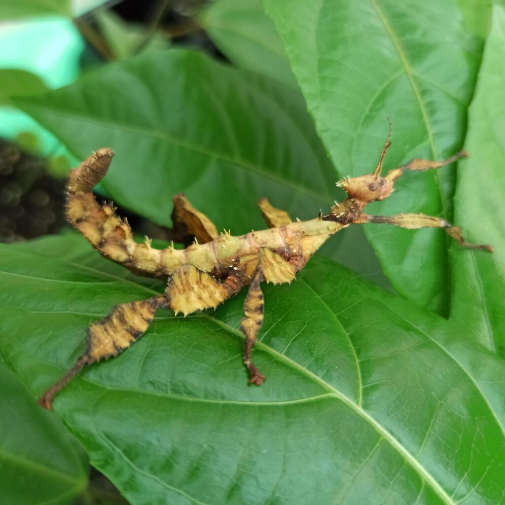 Паличник Маклея або гігантський австралійський (Extatosoma tiaratum)