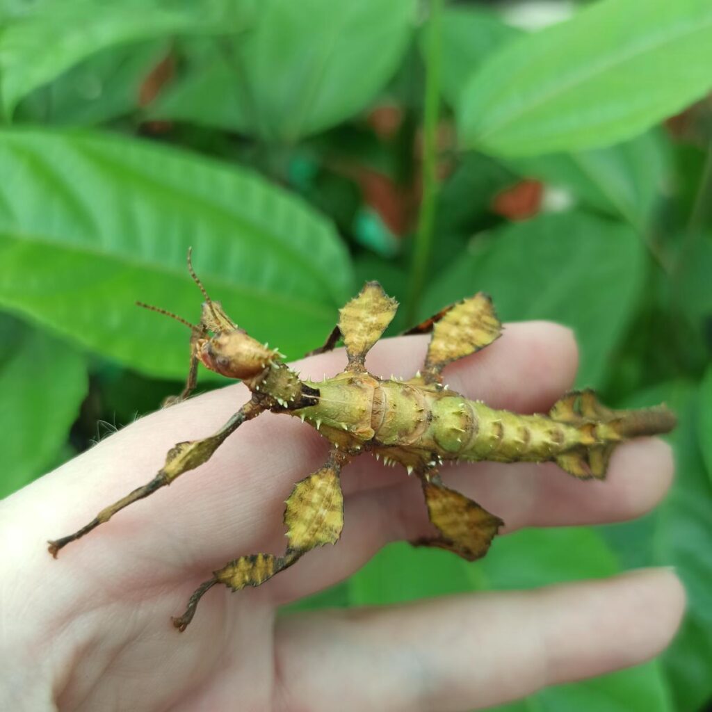 Паличник Маклея або гігантський австралійський (Extatosoma tiaratum)