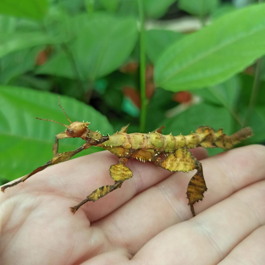 Паличник Маклея або гігантський австралійський (Extatosoma tiaratum)