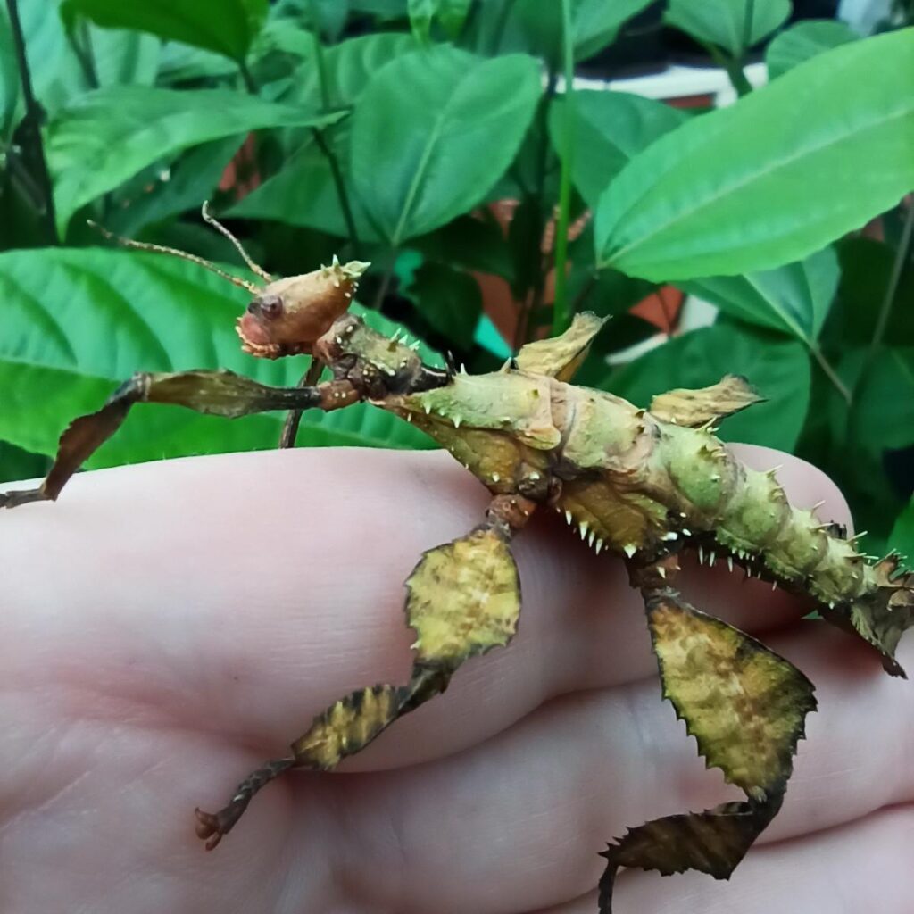 Паличник Маклея або гігантський австралійський (Extatosoma tiaratum)