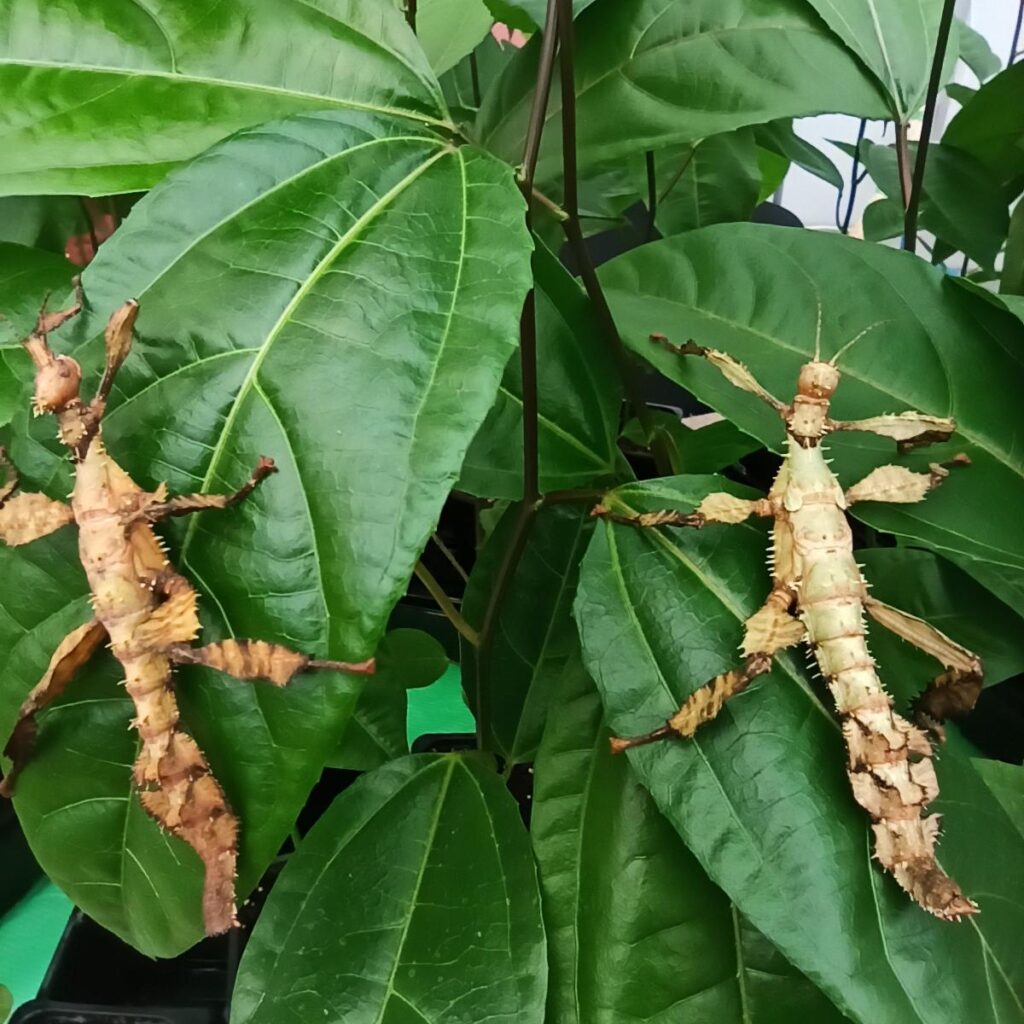 Паличник Маклея або гігантський австралійський (Extatosoma tiaratum)