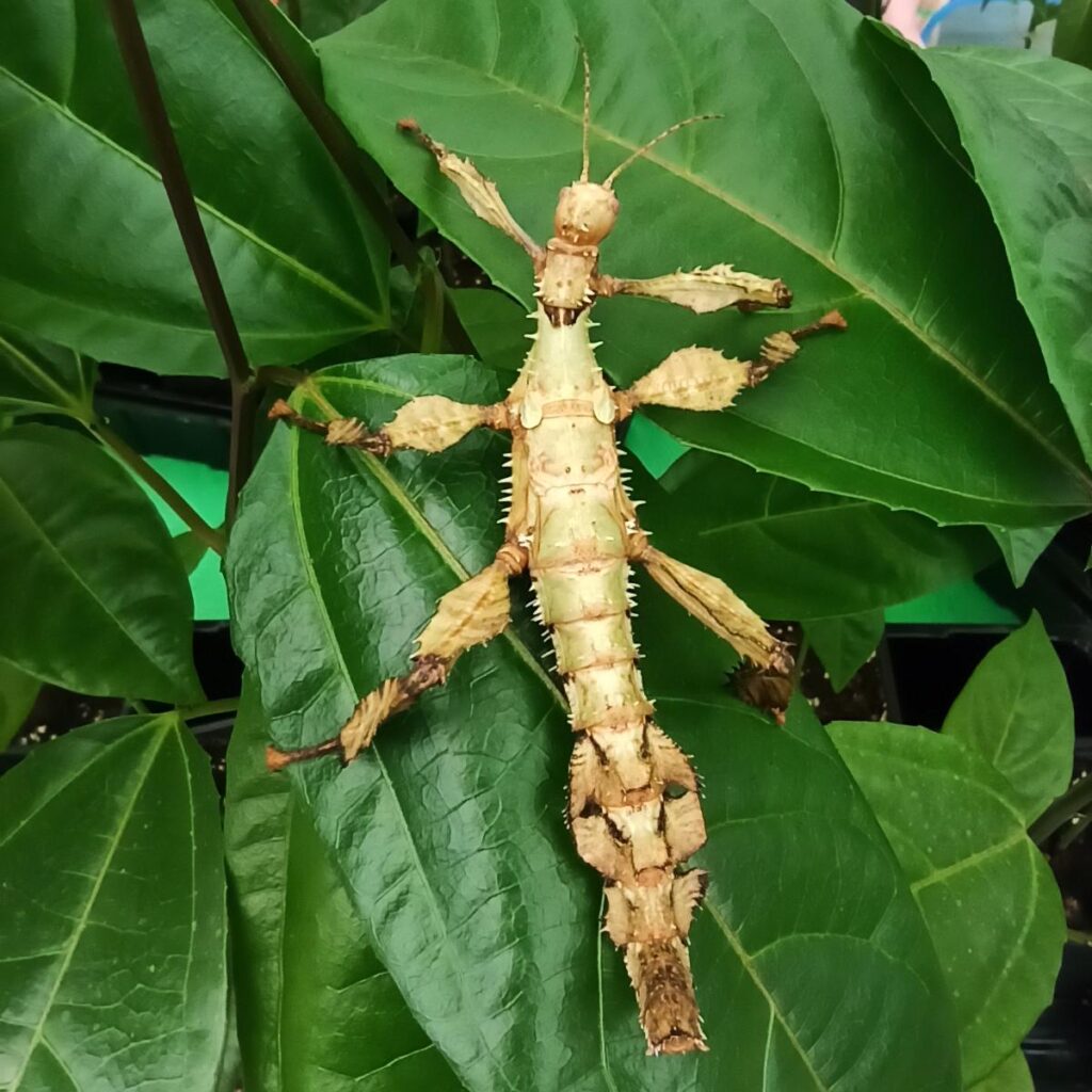 Паличник Маклея або гігантський австралійський (Extatosoma tiaratum)